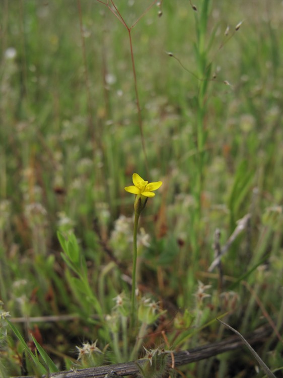 Cicendia filiformis
